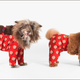 Two dogs wearing different styles of pants.